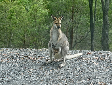 canguru, Wallaby, Joey, Austrália, mamífero, vida selvagem, em pé