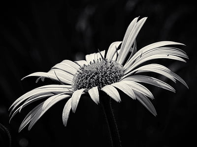 bellesa, flor groga, blanc i negre, flor, jardí, b fotografia w, de Lleopard-malson
