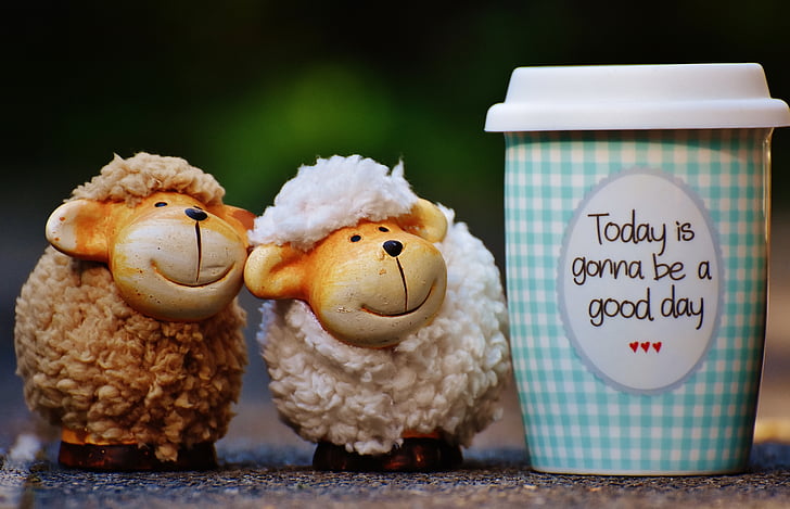 ovce, prekrasan dan, ići, radost, kava, kup, sretan