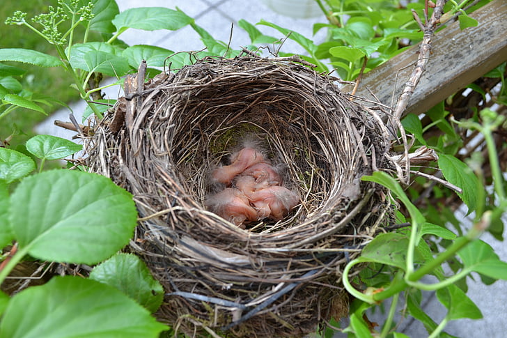 ptičje gnijezdo, pilići, otvor, uzgoj ptica, mala ptica, nasad, bebe