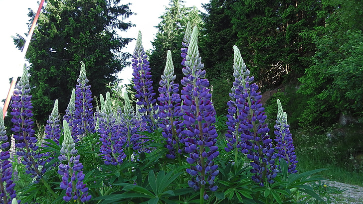 lupins, flowers, black forest