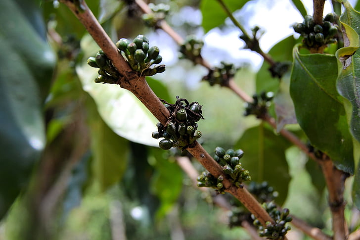 Kuba, kávé, növény, bab, természet, zöld, növekedés