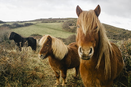 three, ponies, grass, field, animals, cute, horse