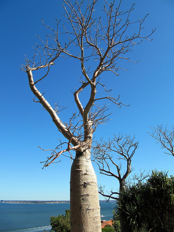 Baobab, arbre, Perth, Australie, Botanic, jardin, nature