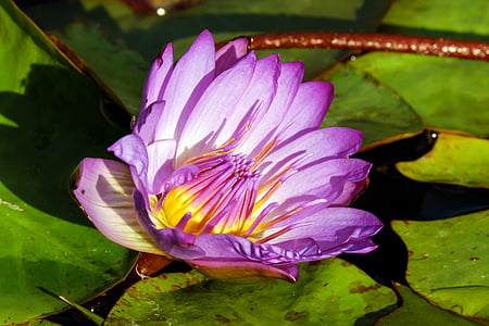 flor, flor, floración, flores, púrpura, Lago Rosa, planta acuática