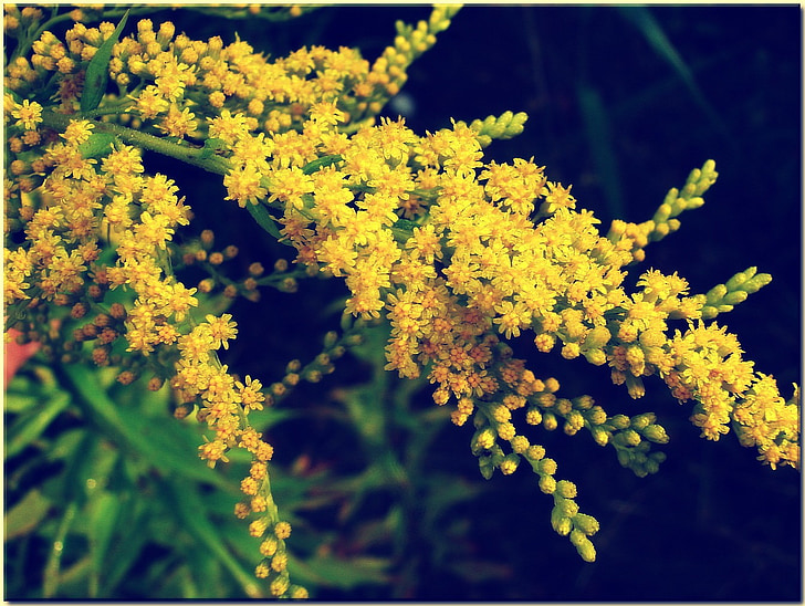 verga d'oro, giallo, prato, fiore selvaggio, natura, pianta, Chiuda in su endsommer herbstpflanze