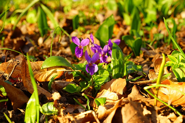 Wald βιολετί, Βιολέτα, λουλούδι, άνθος, άνθιση, άνοιξη, προάγγελος της άνοιξης