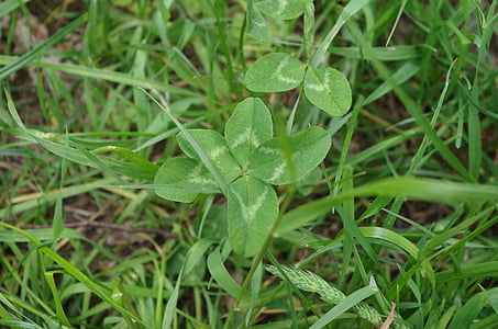 four leaf clover, vierblättrig, luck