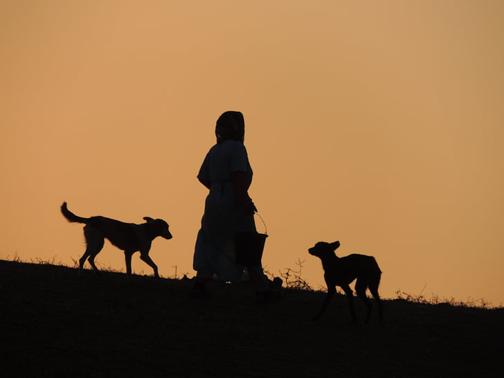 sunset, dog, animals, prairie dog, morocco, animal, nature