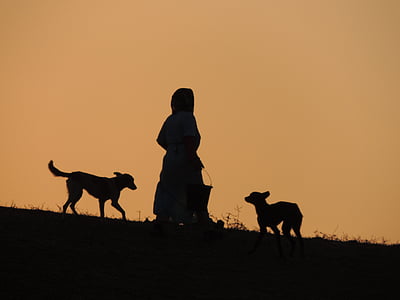 coucher de soleil, chien, animaux, chien de prairie, Maroc, animal, nature