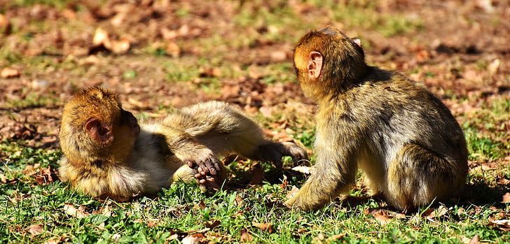 singes berbères, jouer, mignon, espèces menacées d’extinction, singe montagne salem, animal, animal sauvage