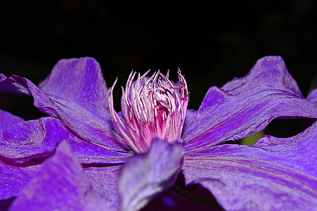 Powojnik, Clematis kwiat, płatki, Violet, Natura, ogród, fioletowy