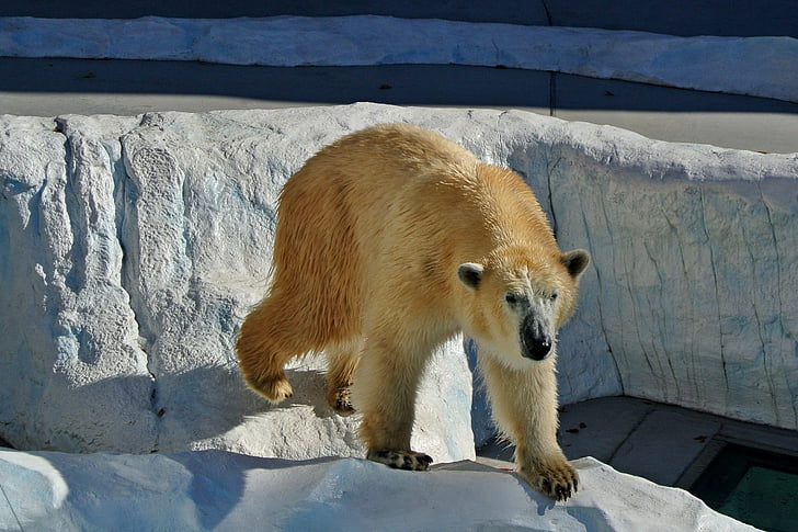 ľadový medveď, medveď, zviera, voľne žijúcich živočíchov, divoké, zoológia, cicavec