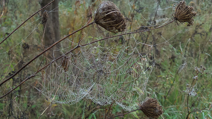 cobweb, faded, morgentau, dew, close, dewdrop, spider