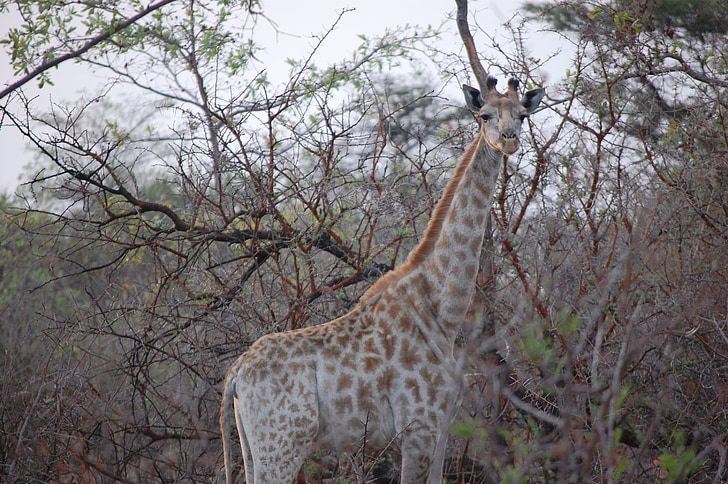 žirafa, stromy, Bush, Wilderness, voľne žijúcich živočíchov