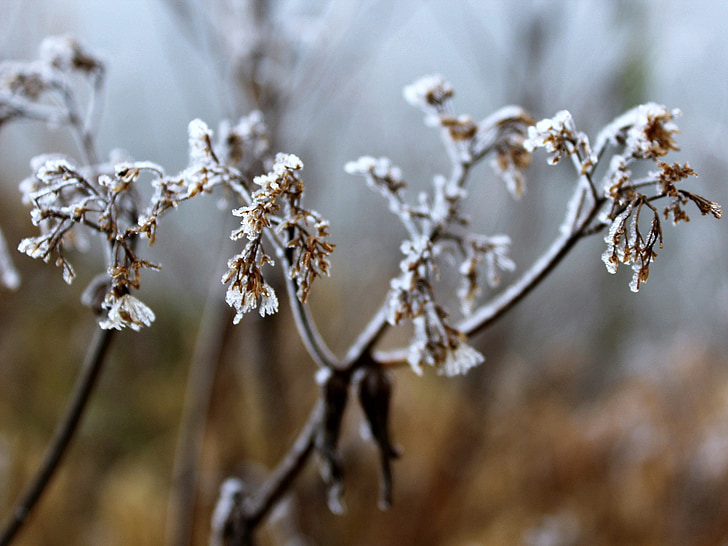 Frost, Thiên nhiên, thực vật, mùa đông, lạnh, lá, đông lạnh