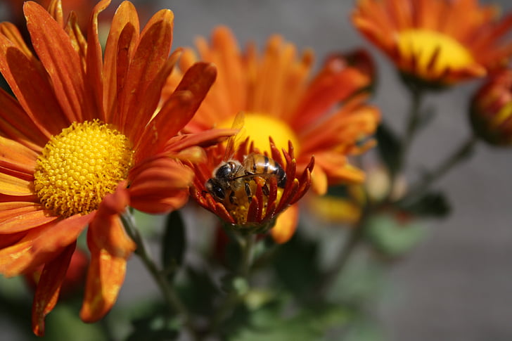 Bee, blomst, insekt, Honey bee, pollen, nektar, Blossom