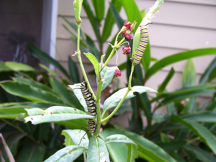 Caterpillar, monarca, mariposa, milkweed, planta, fuera de, naturaleza