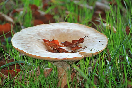 funnel mushroom, mushroom, autumn, nature, plant, meadow, close