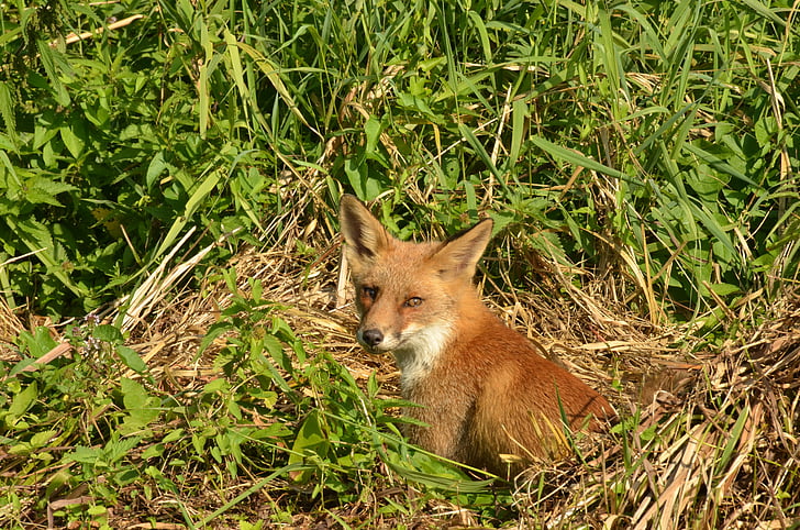 Fox, drapieżnik, ssak, dziki, fauna, które, Holandia