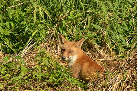 Fox, Predator, däggdjur, vilda, fauna, Naardermeer, Nederländerna