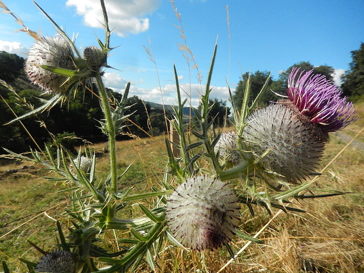 thistles, nature, field, quills