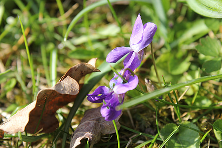 violett, lila, Viola, blau-violett, Blume, in der Nähe, Frühling