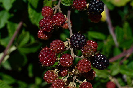 piros bogyós gyümölcsök, fekete áfonya, gyümölcsök, egészséges, kert, betakarítás, környezetbarát termékek
