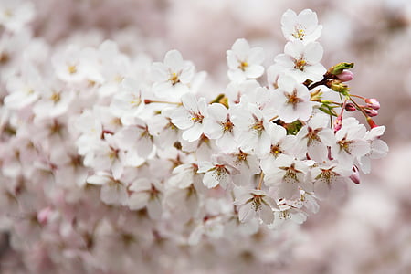 selective, focus, photo, white, cherry, blossoms, flower