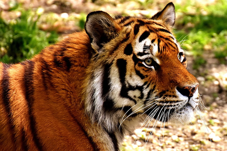 Tiger, Predator, Pelz, schöne, gefährliche, Katze, Tierfotografie