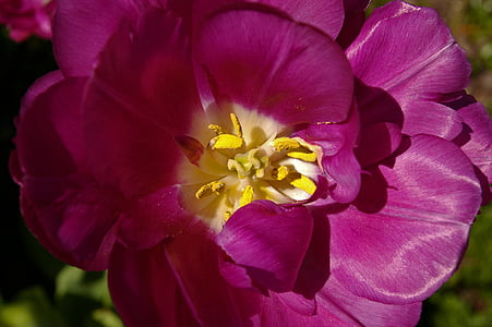 Tulpen, paarse tulpen, paars, bloem, lente, natuur, bloemen