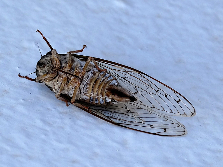 cicada, dead, insects, nature
