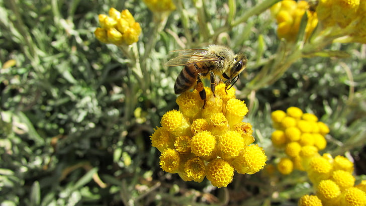 Bee, insect, natuur, dier, geel, drukke, werken