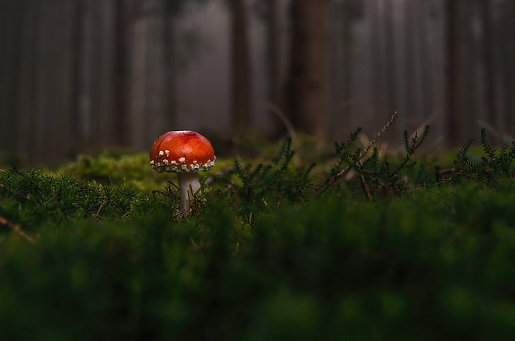 forest, fly agaric, fog, moss fliegenpilz, red fly agaric mushroom, toxic, nature