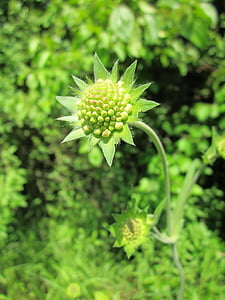 Scabiosa columbaria, αγριολούλουδα, χλωρίδα, βοτανική, φυτό, ταξιανθία, άνθος