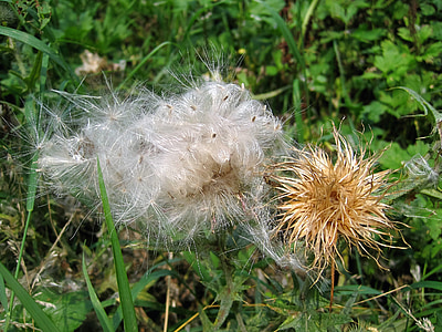 thistle, flower seeds, white, nature, summer, time of year, wild plant
