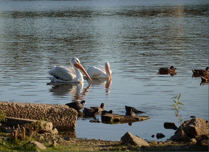 pelicani, păsări, Lacul, cioc, apa, pene, păsările de apă