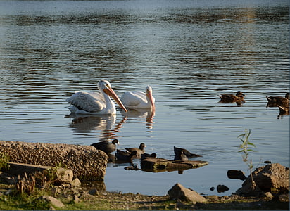 pelikaner, fugle, søen, næb, vand, fjer, vandfugle