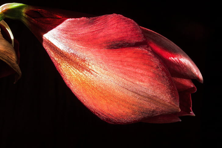 Amaryllis, màu đỏ, Hoa, Hoa, thực vật, thực vật học, đóng