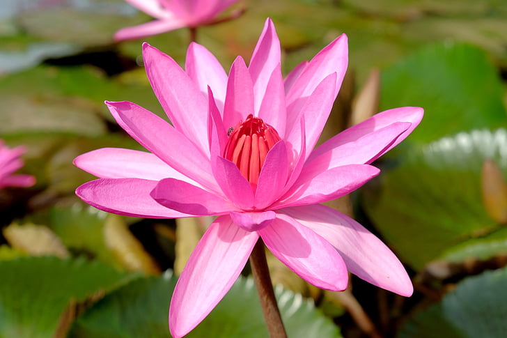 Lotus, έντομα, ροζ, φύση, Νούφαρο, πέταλο, Lotus νερό κρίνος