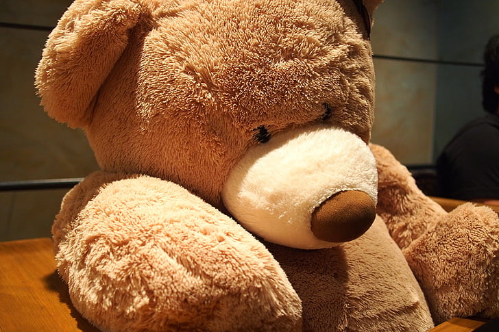 toy, soft toy, brown, lovely, sit, teddy Bear, bear