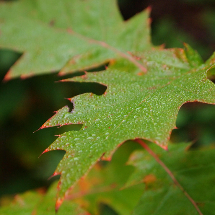 dew, morning, forest, oak, colored, nature, drop