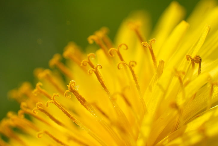 dandelion, pollen, blossom, bloom, yellow, macro, summer