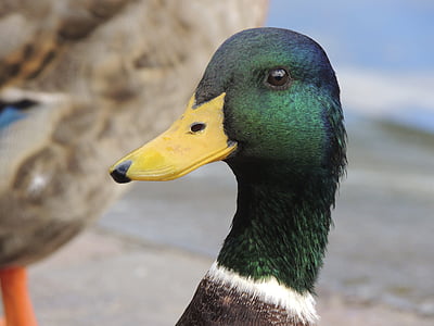 duck, bill, portrait, macro, head, plumage, water bird