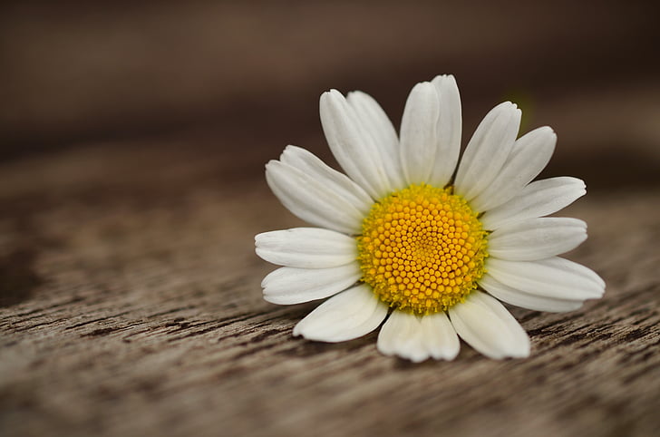 Marguerite, cvijet, cvatu, bijeli, pčelinji pelud, cvijet, žuta