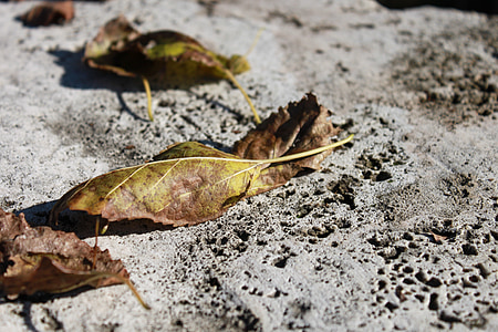 leaves, rock, stone, travertine, yellow, autumn
