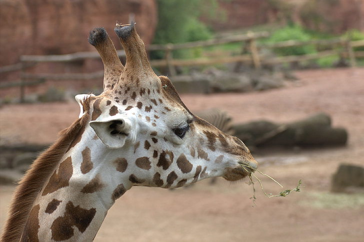 girafa, Àfrica, responsable, animal, zoològic