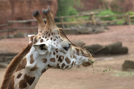 girafa, Africa, cap, animale, gradina zoologica