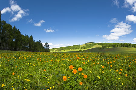 spring, flowers, meadow, buttercup, sunny, paradise, bogart village