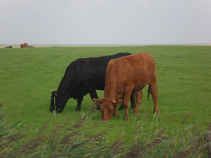 north sea, cows, pasture